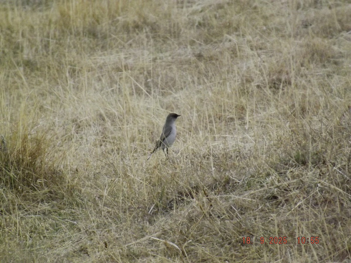 Dark-faced Ground-Tyrant - ML642078853