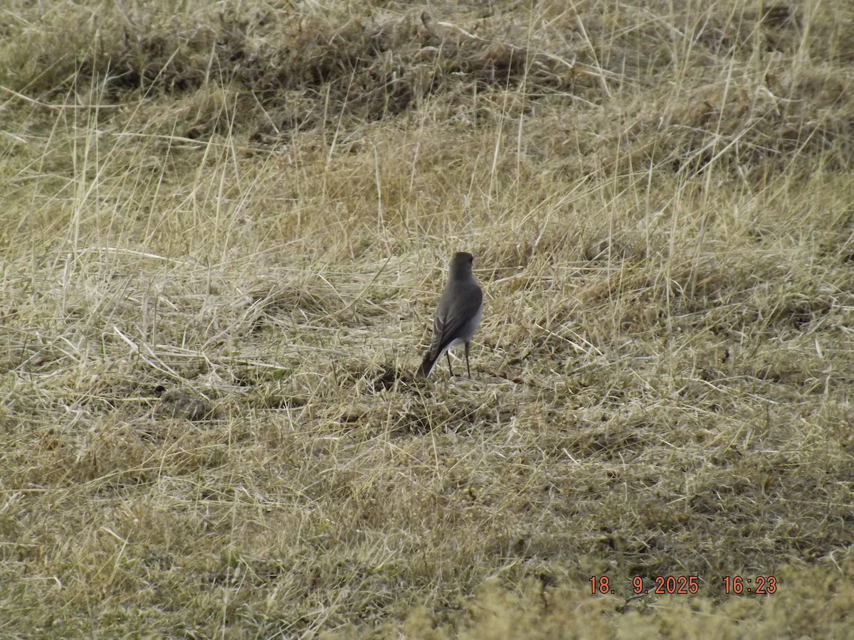 Dark-faced Ground-Tyrant - ML642078855