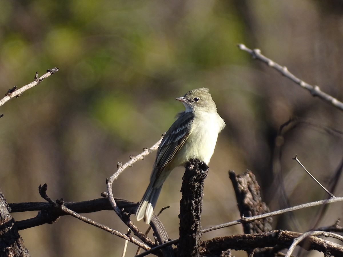 Lesser Elaenia - ML642078857