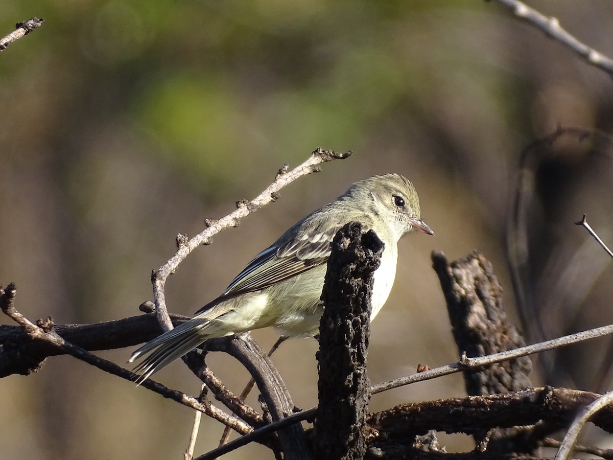 Lesser Elaenia - ML642078858