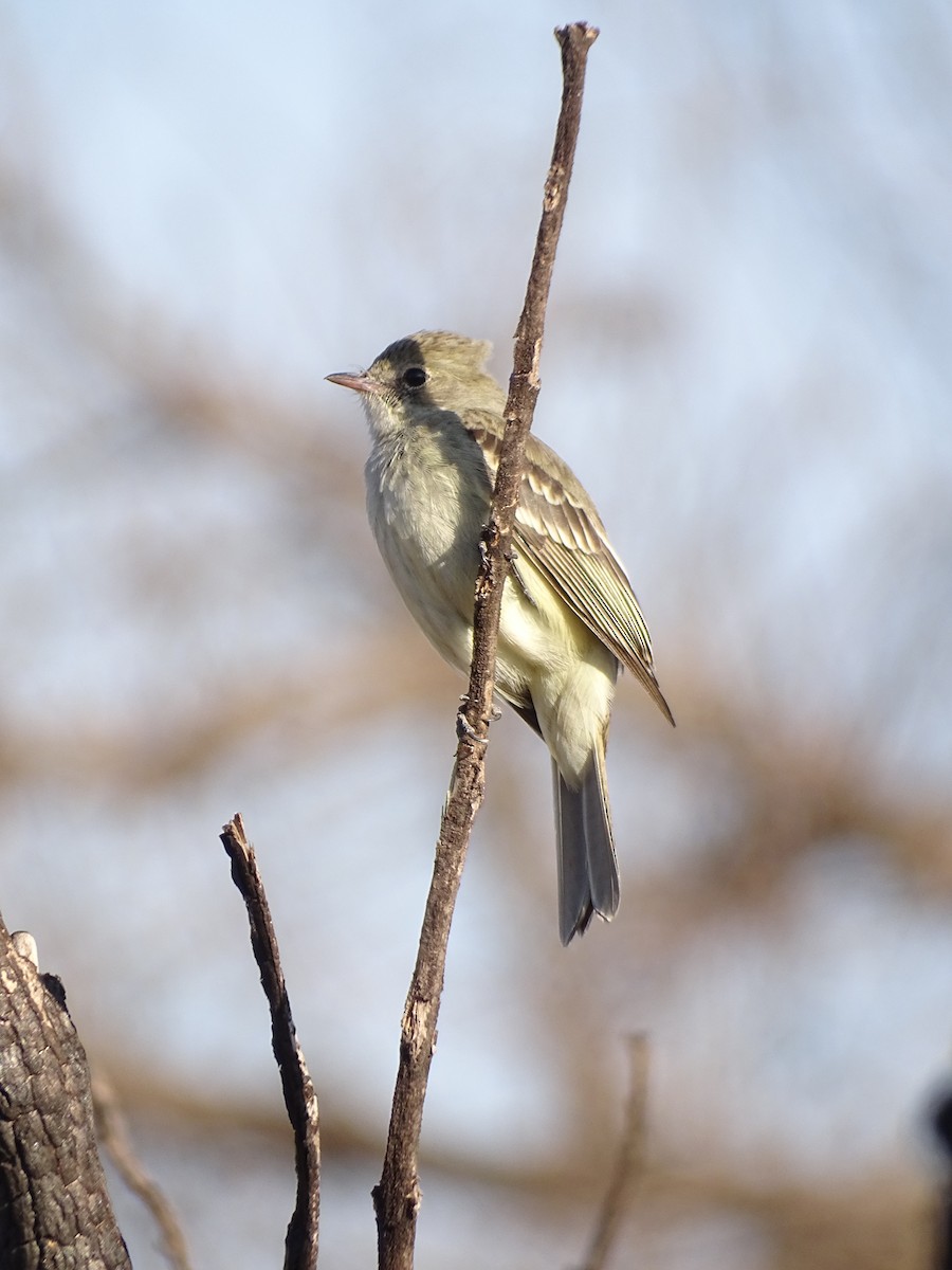 Lesser Elaenia - ML642078859