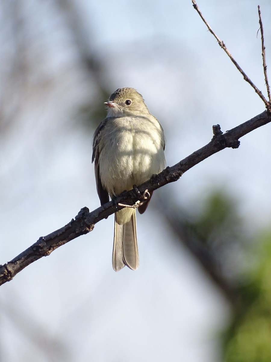 Lesser Elaenia - ML642078860