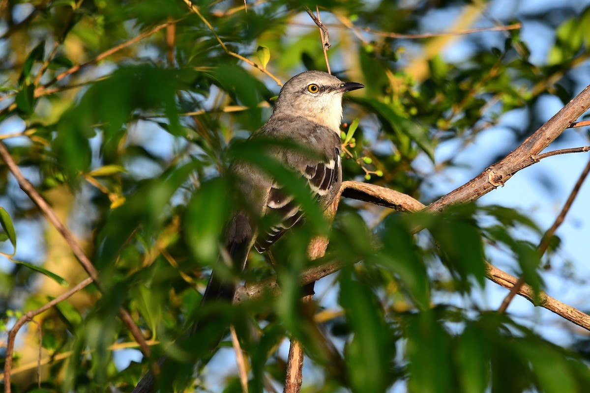 Northern Mockingbird - ML642078861