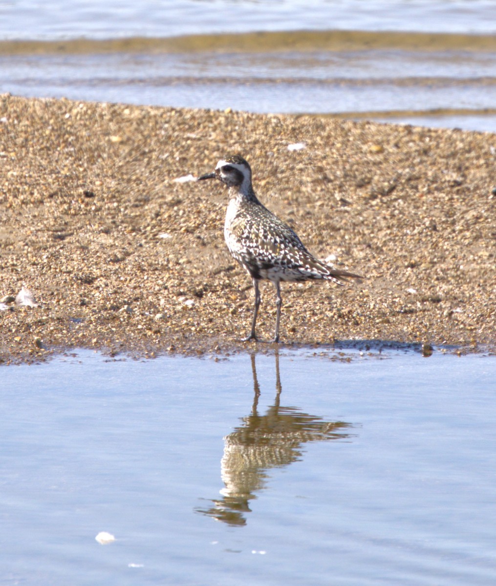 American Golden-Plover - ML642078863