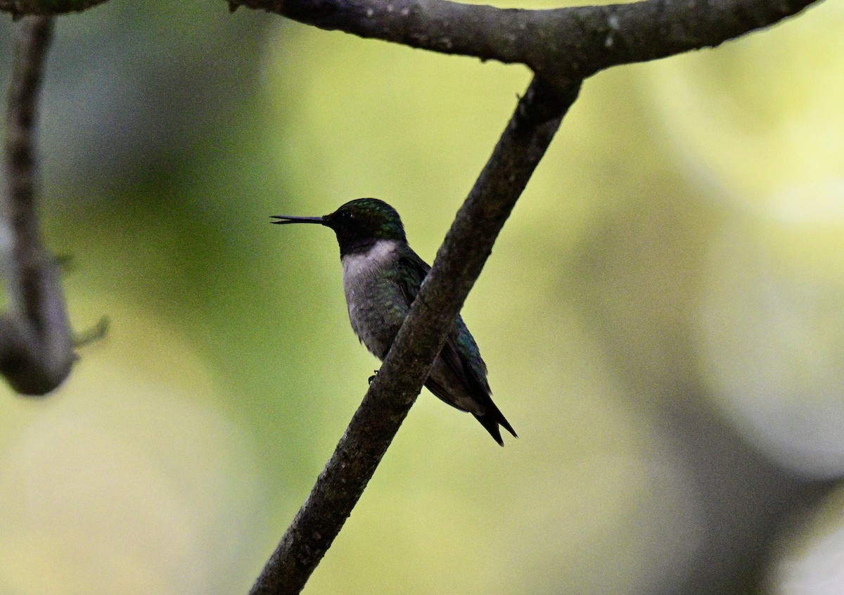 Colibrí Gorjirrubí - ML642078865