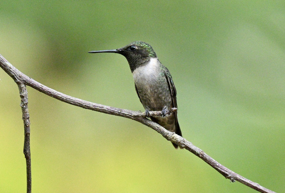 Colibrí Gorjirrubí - ML642078866