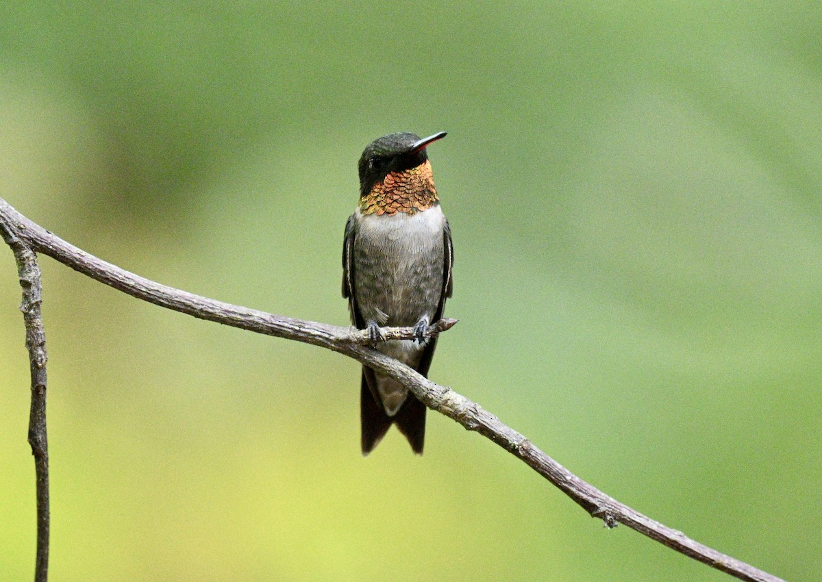 Colibrí Gorjirrubí - ML642078867