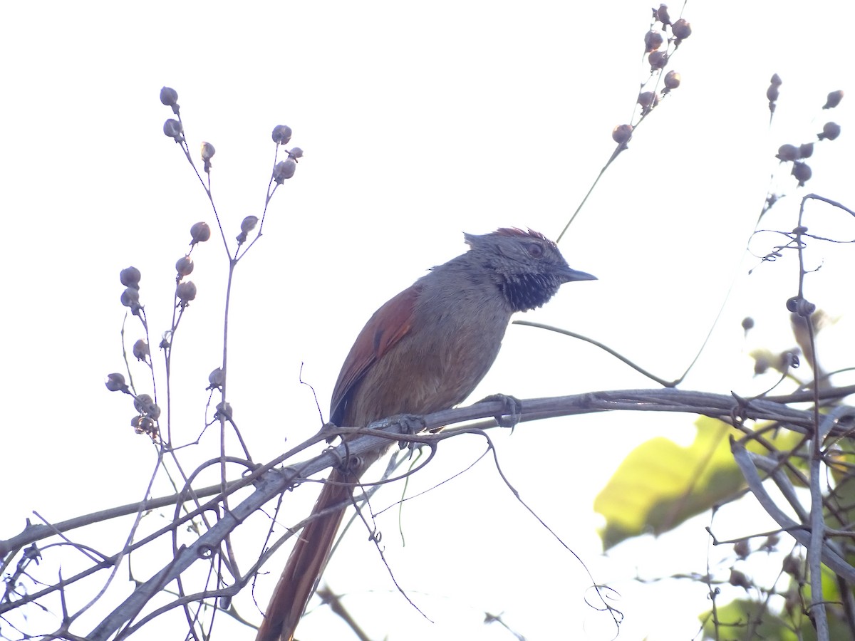 Sooty-fronted Spinetail - ML642078869