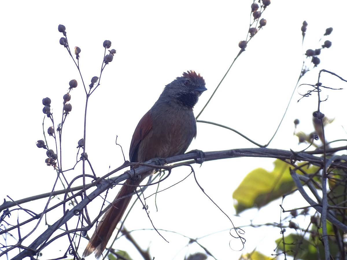 Sooty-fronted Spinetail - ML642078870