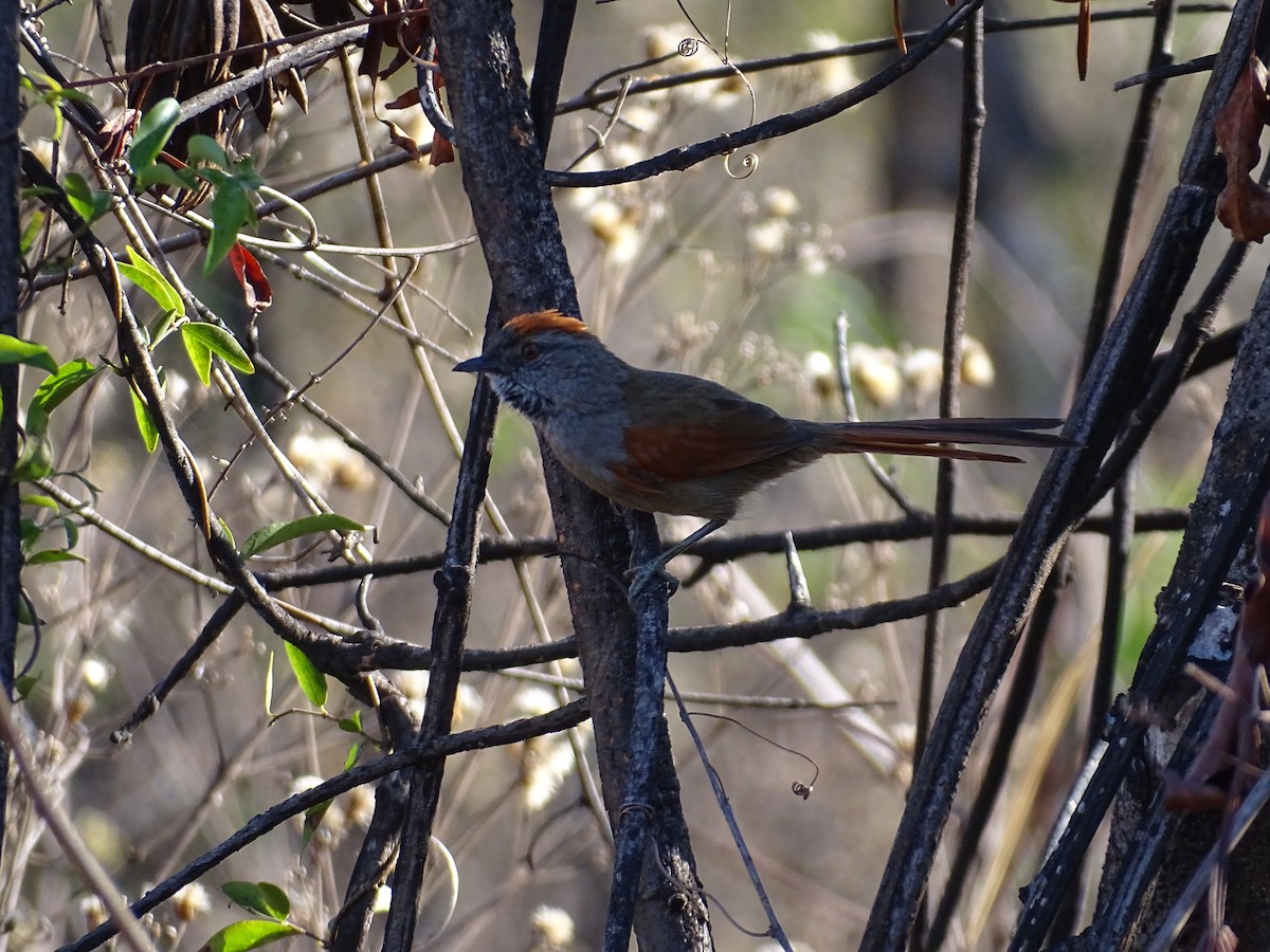 Sooty-fronted Spinetail - ML642078871