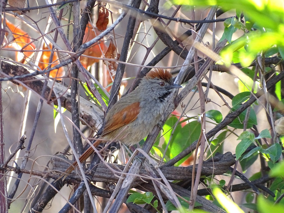 Sooty-fronted Spinetail - ML642078872