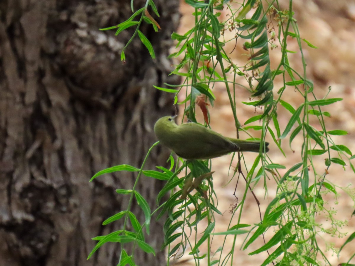 Orange-crowned Warbler - ML642078873