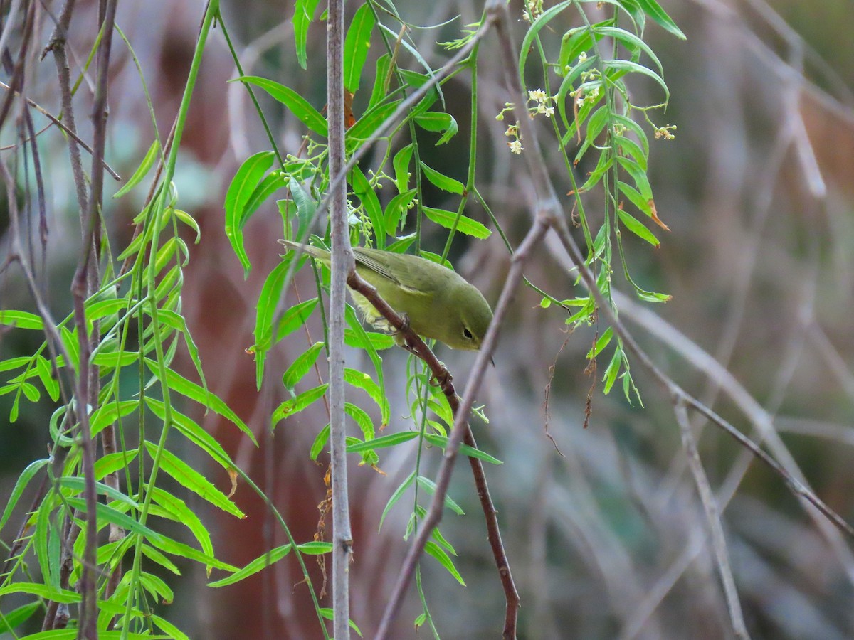 Orange-crowned Warbler - ML642078874