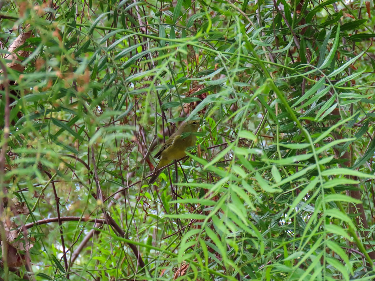 Orange-crowned Warbler - ML642078875