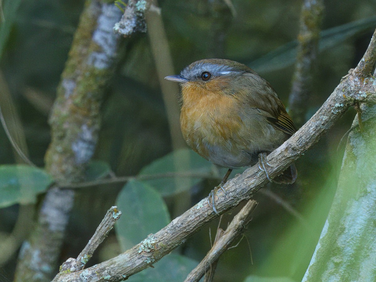 Rufous Gnateater - ML642078876