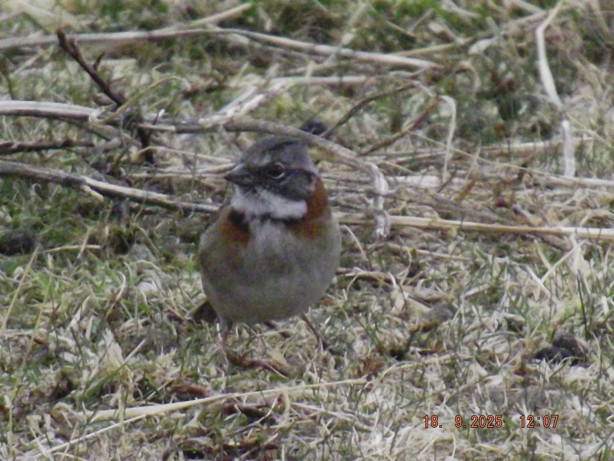 Rufous-collared Sparrow - ML642078878