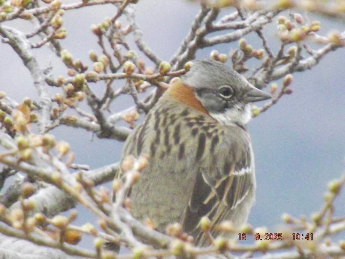 Rufous-collared Sparrow - ML642078879