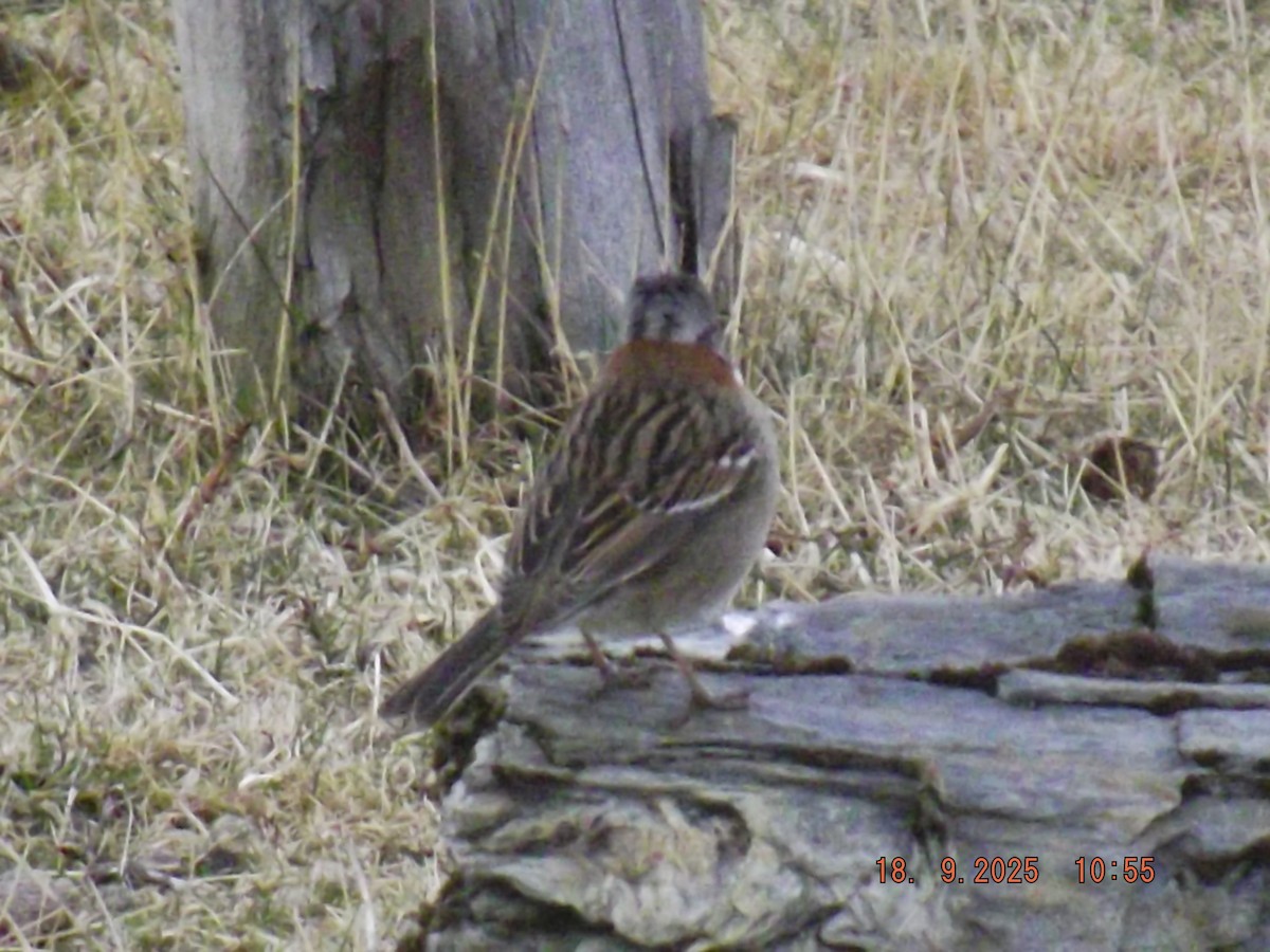 Rufous-collared Sparrow - ML642078880