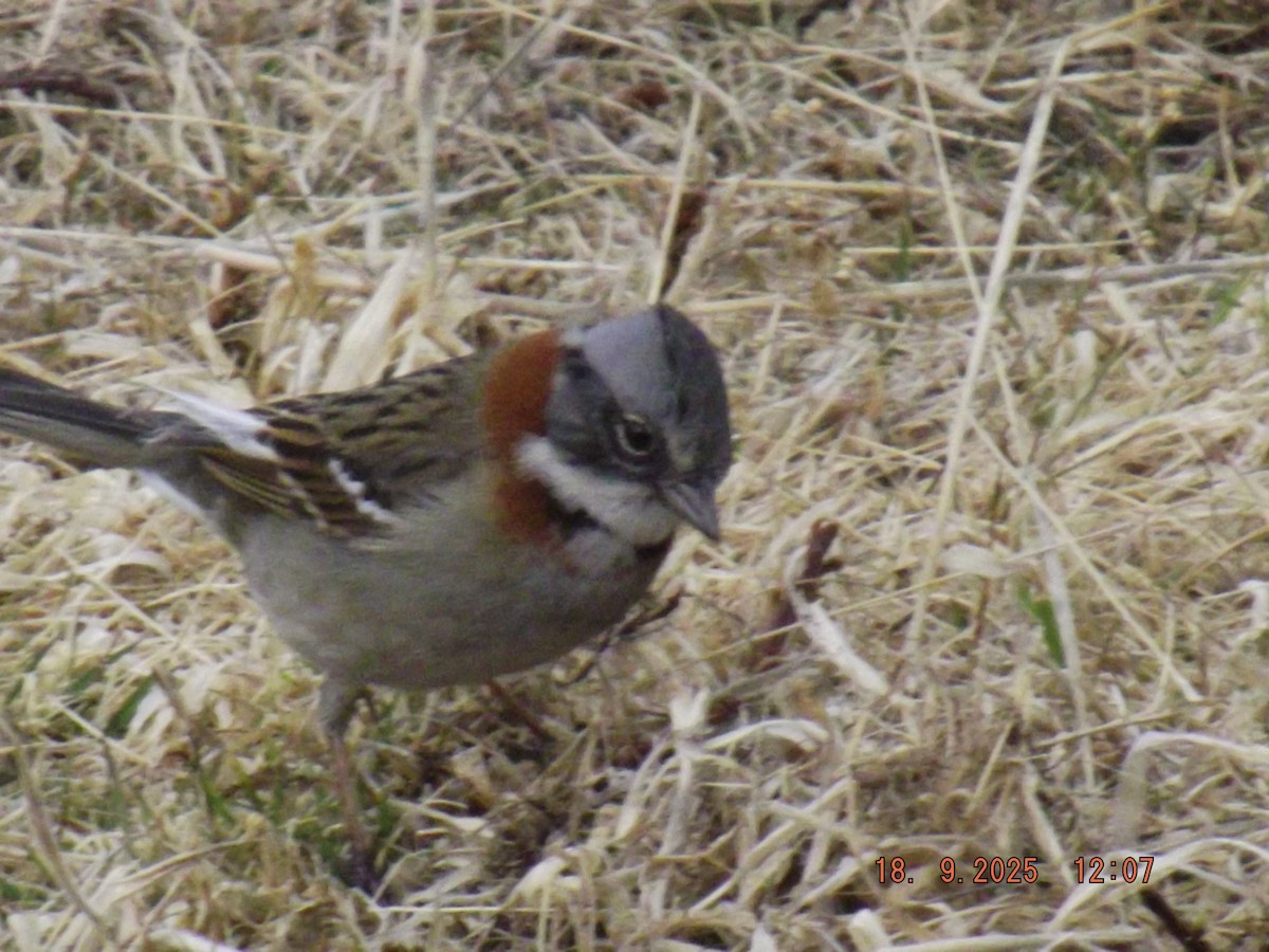 Rufous-collared Sparrow - ML642078881