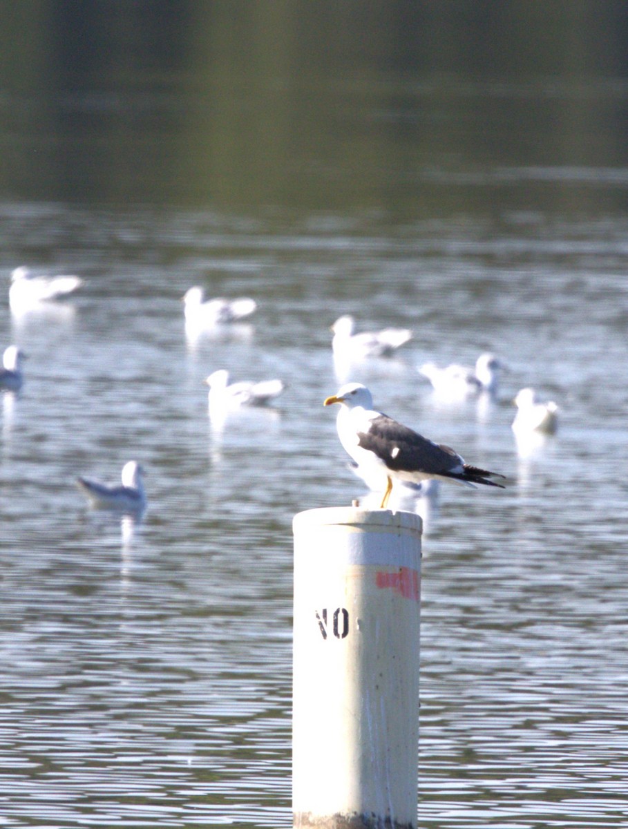 Lesser Black-backed Gull - ML642078883