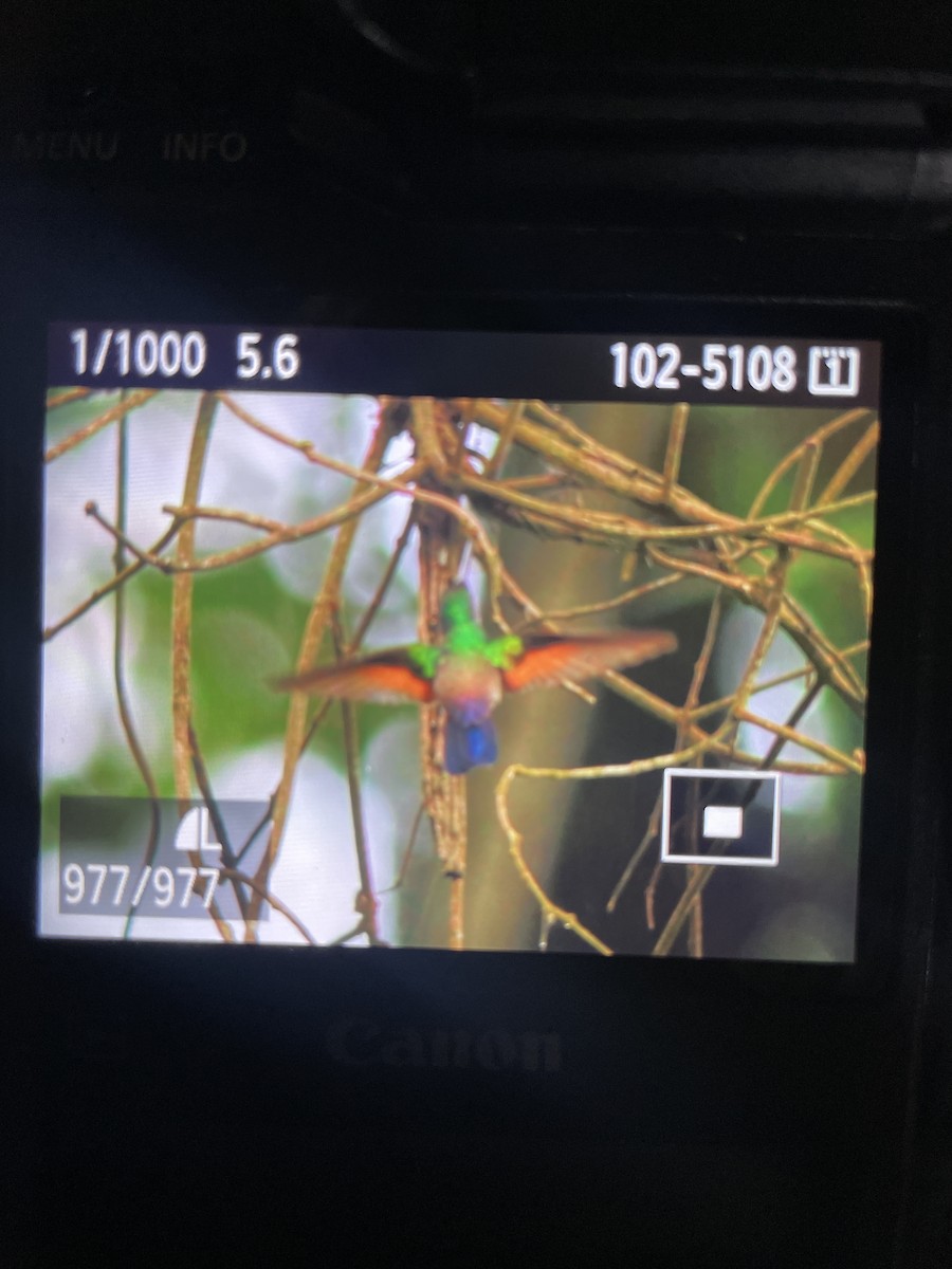 Blue-tailed Hummingbird - ML642078884