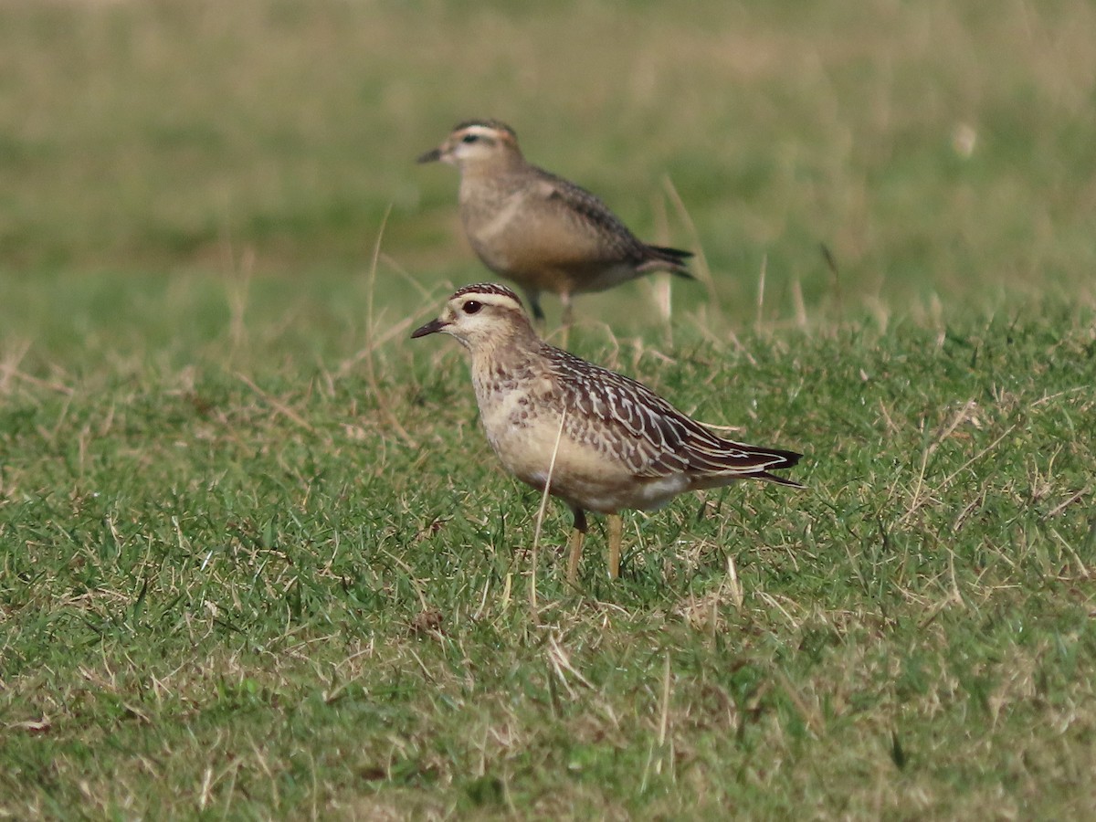 Eurasian Dotterel - ML642078885