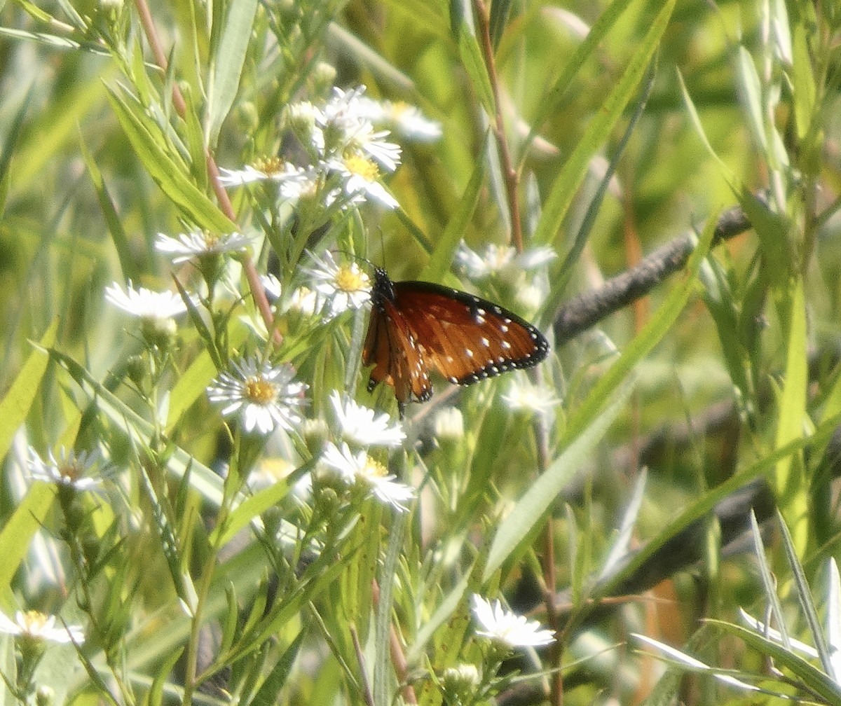 動物界 - ML642078886