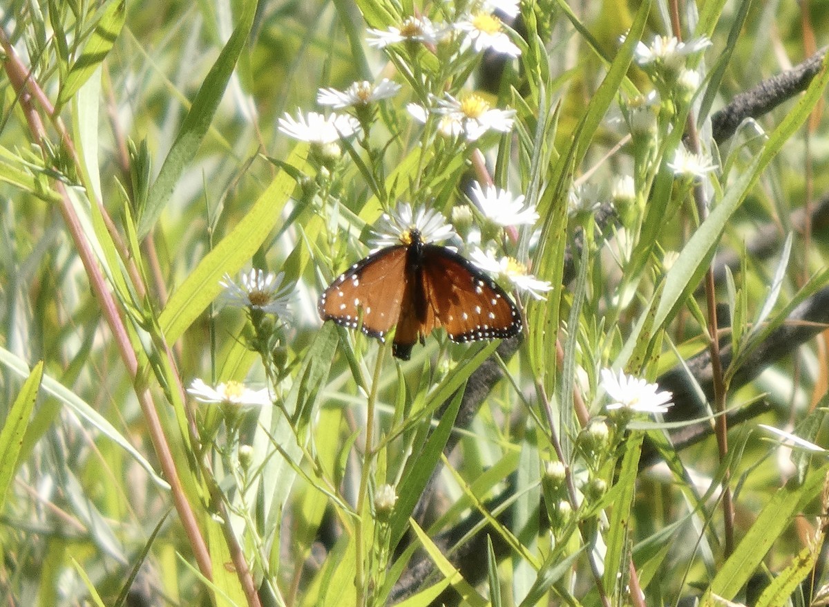 動物界 - ML642078887