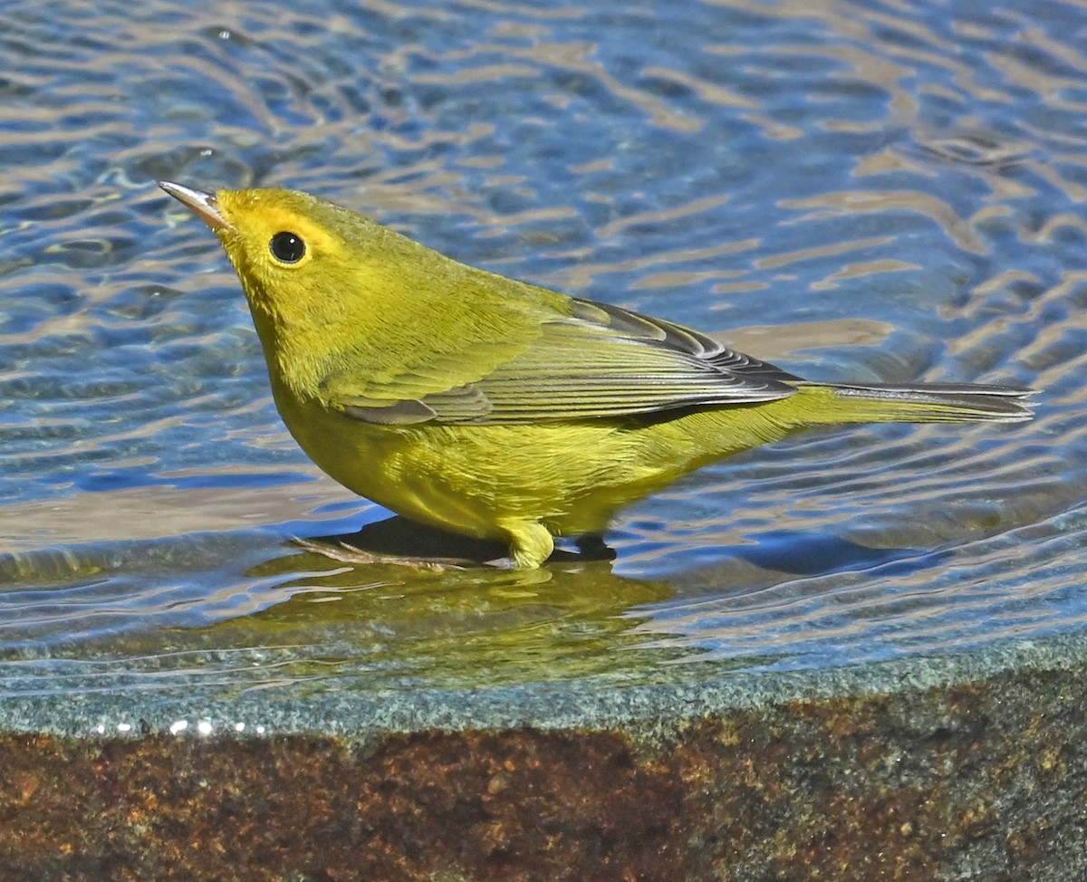 Yellow Warbler - ML642078891