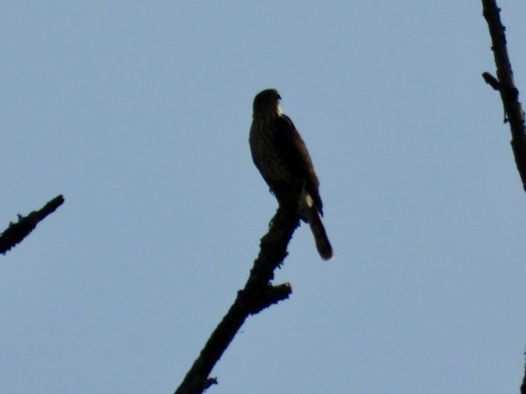 灰背隼 - ML642078892