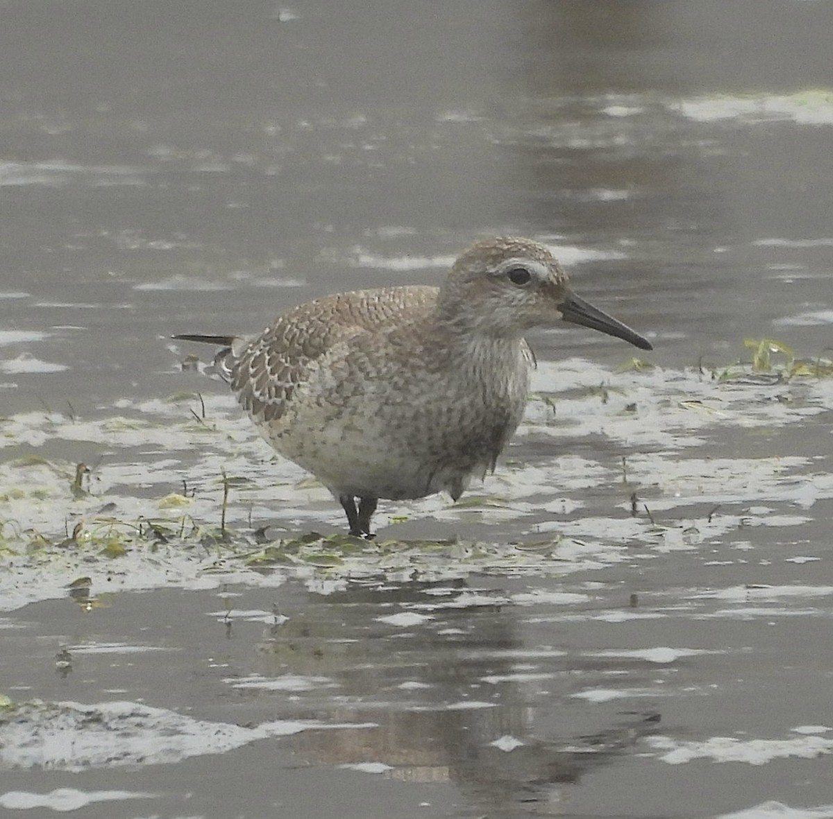 Red Knot - ML642078893