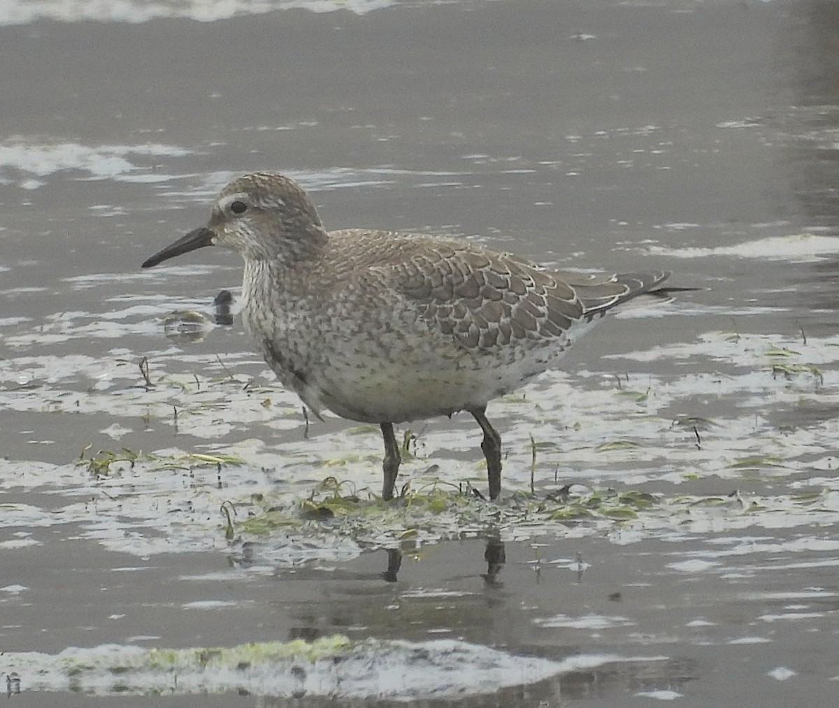 Red Knot - ML642078894