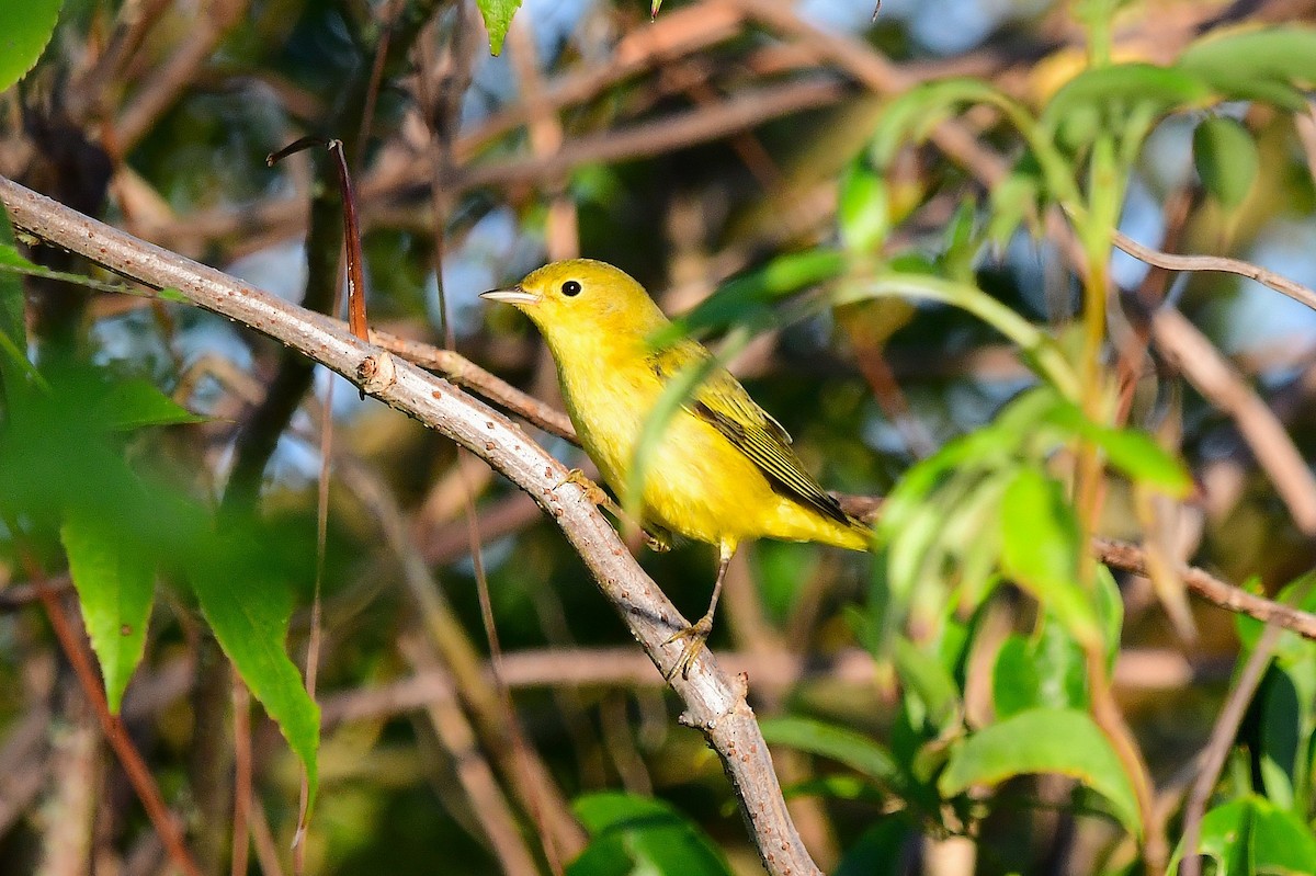 Yellow Warbler - ML642078896