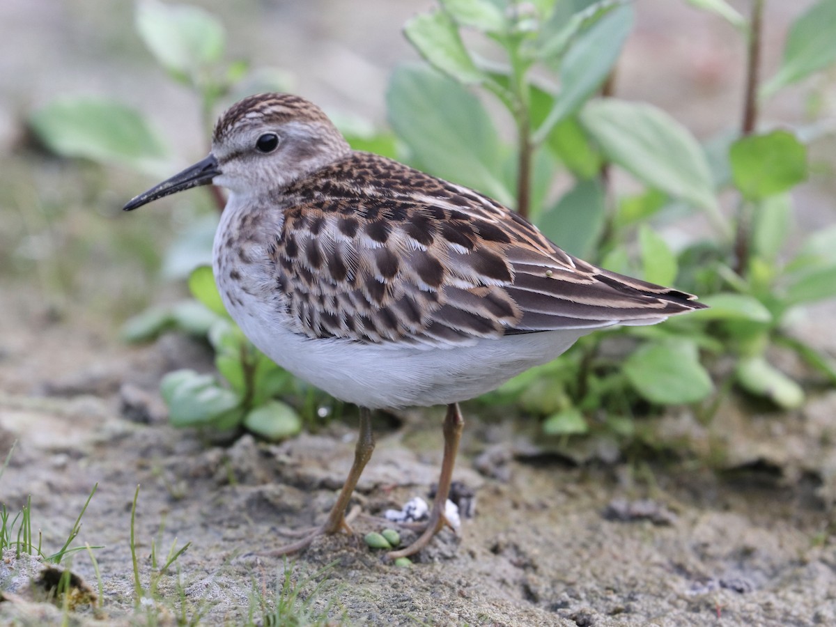 Least Sandpiper - ML642078897