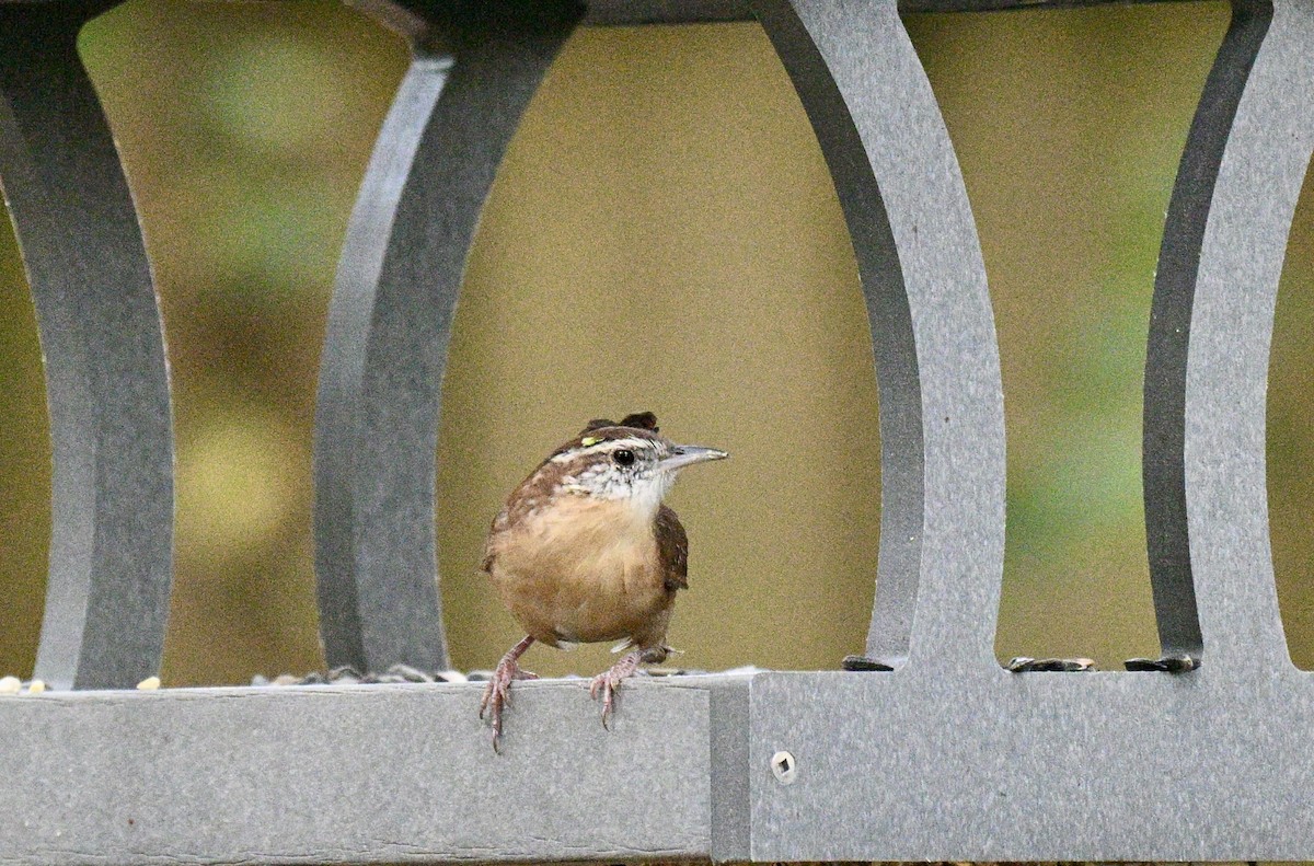 Carolina Wren - ML642078905