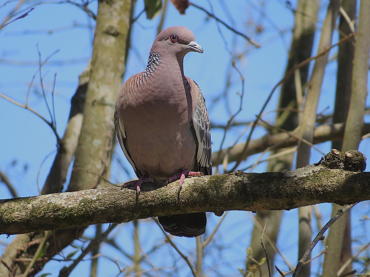 Picazuro Pigeon - ML642078906