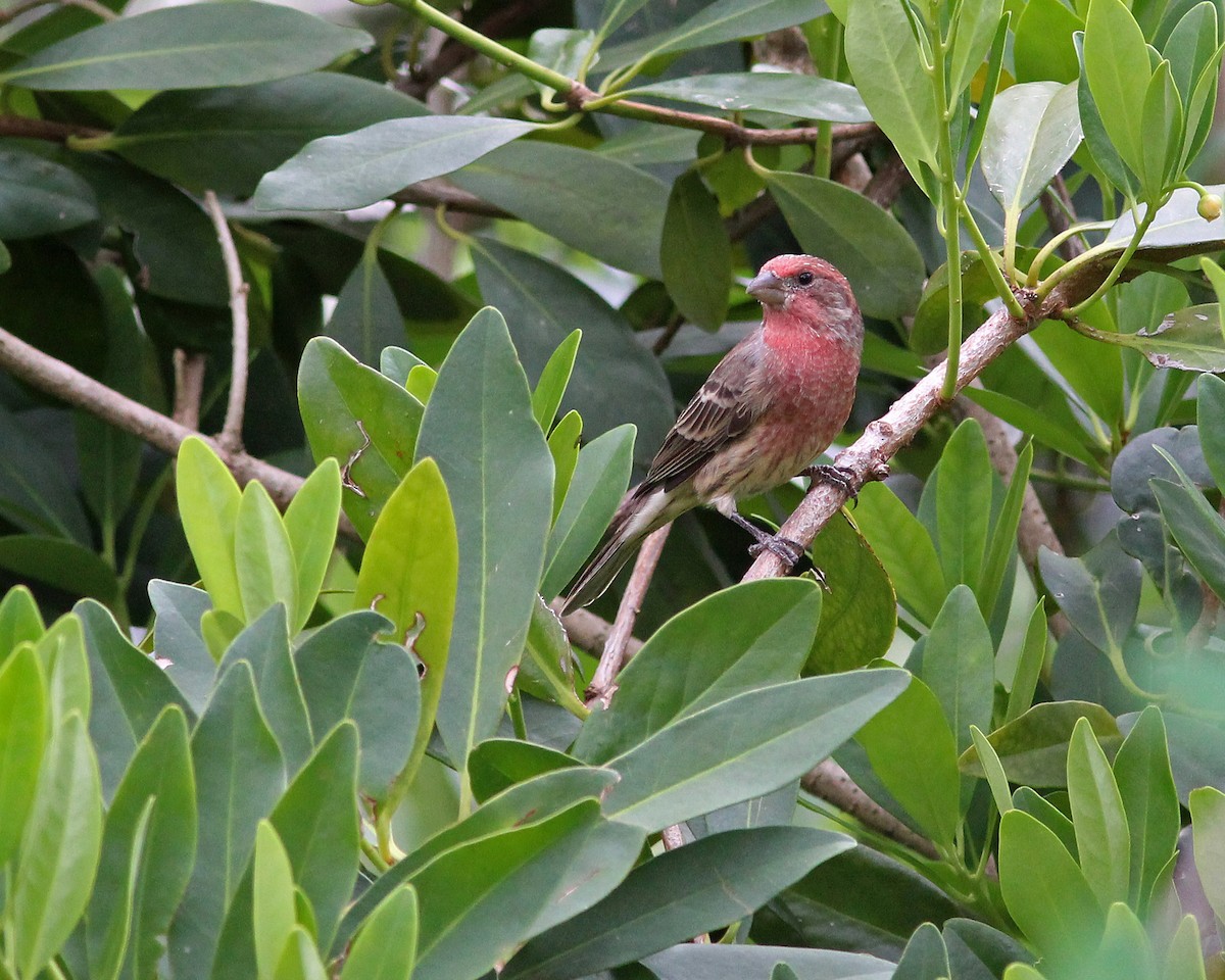 House Finch - ML642078908