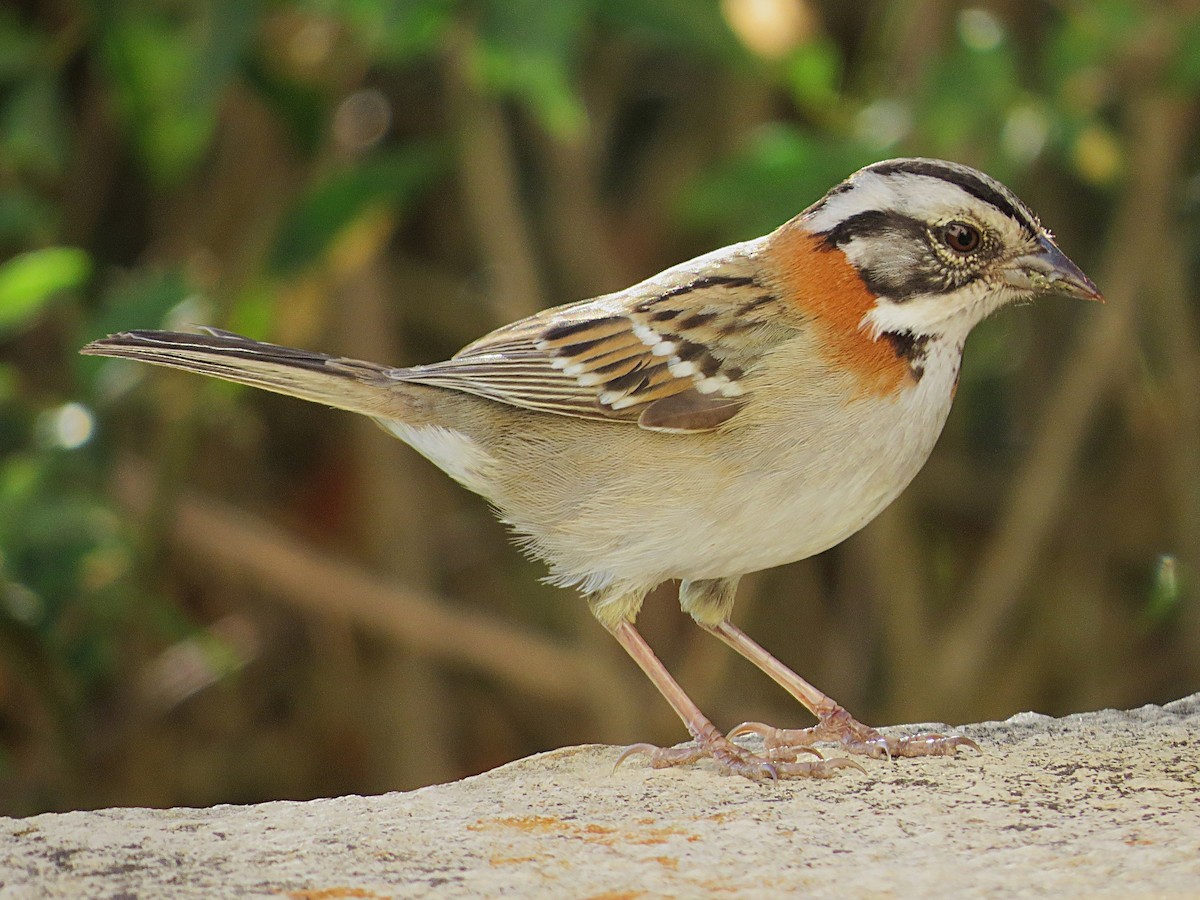 Rufous-collared Sparrow - ML642078909