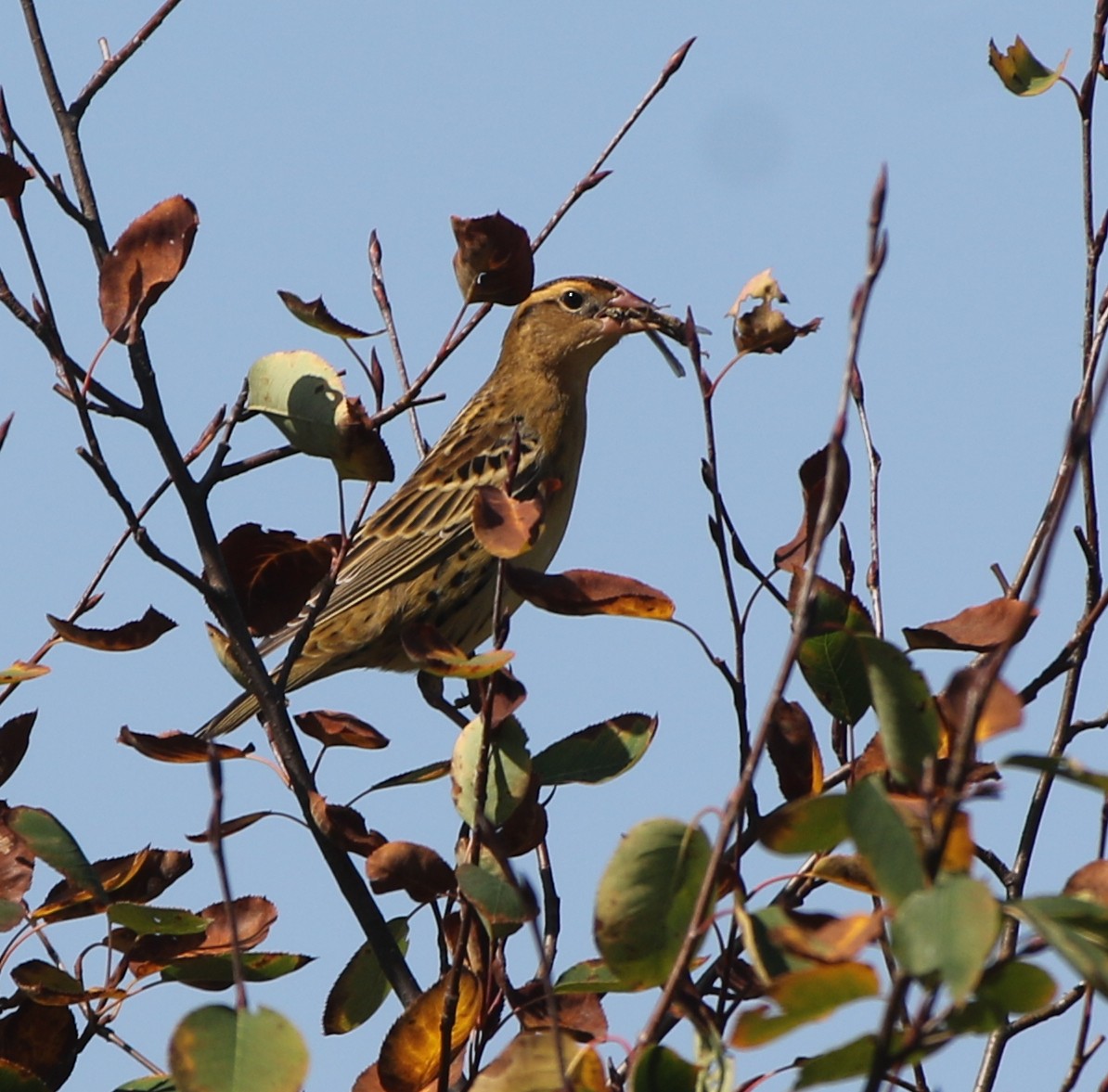 ボボリンク - ML642078910