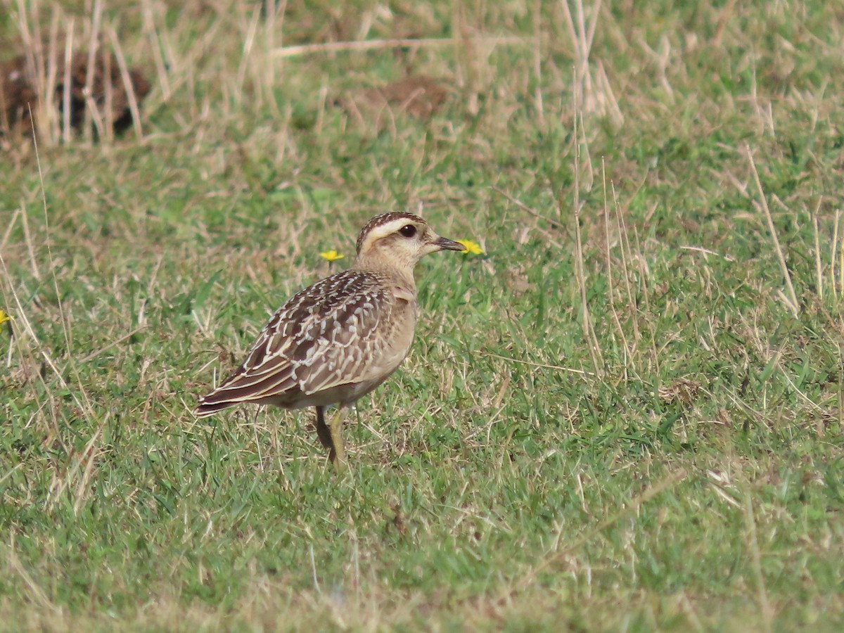 Eurasian Dotterel - ML642078914