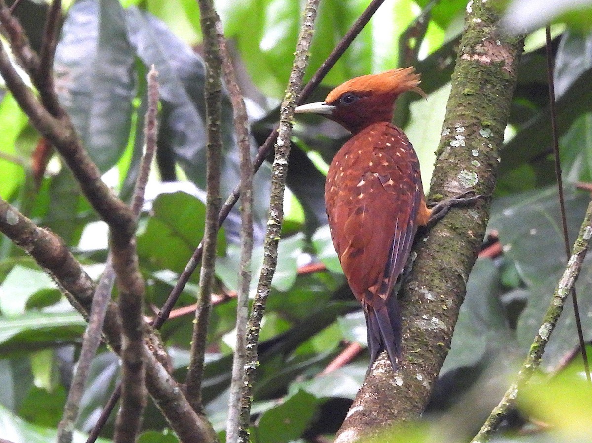 Chestnut Woodpecker - ML642078917