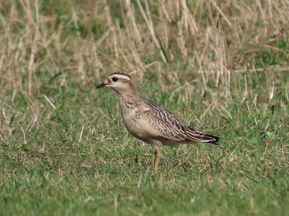 Eurasian Dotterel - ML642078933