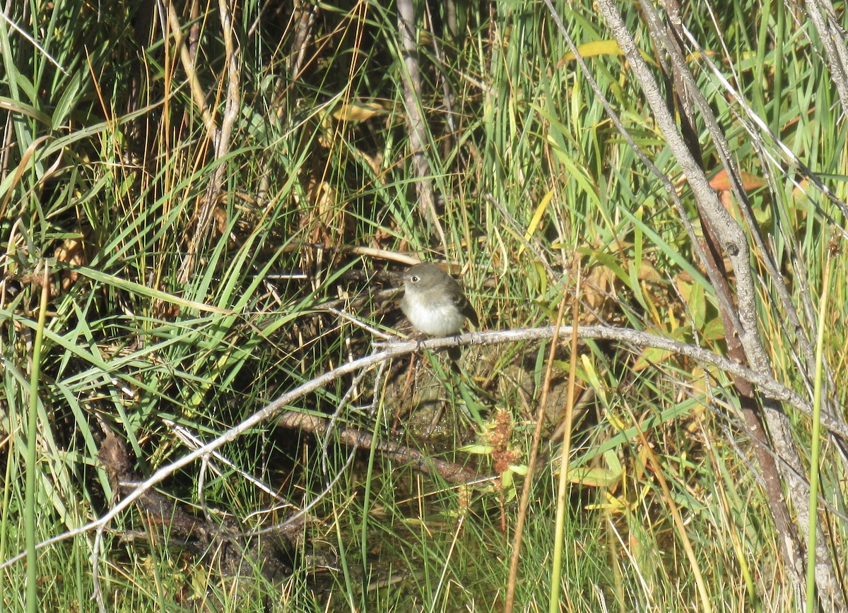 Hammond's Flycatcher - ML642078935