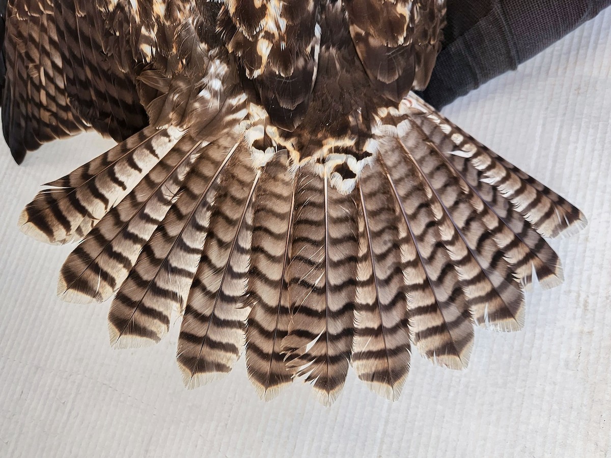 Rotschwanzbussard (calurus/alascensis) - ML642078945