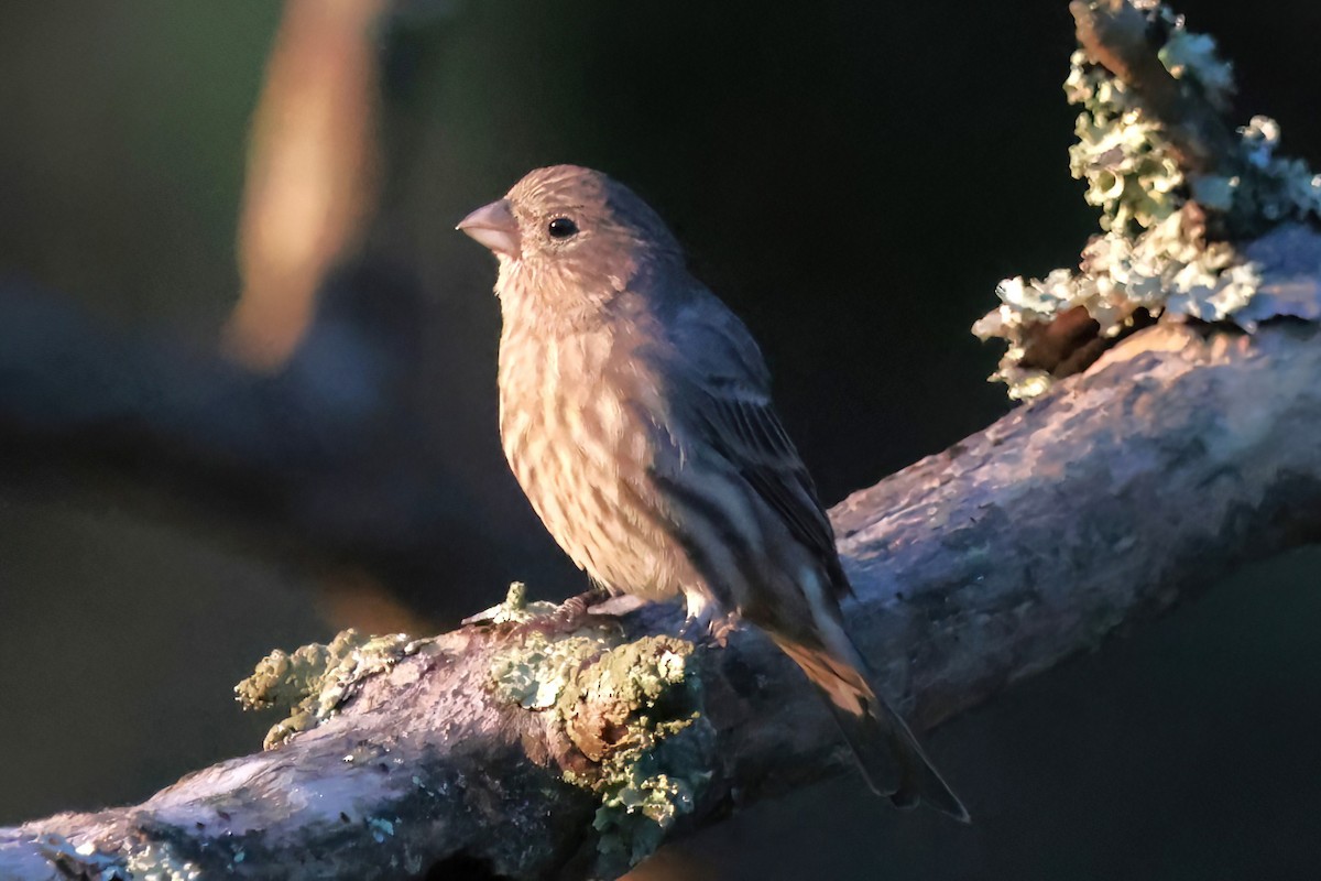 House Finch - ML642078956