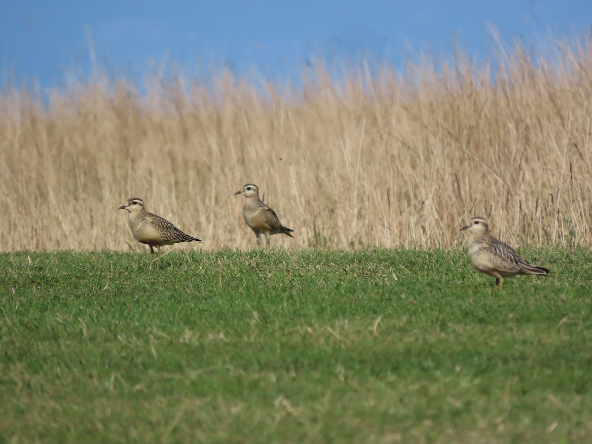 Eurasian Dotterel - ML642078957