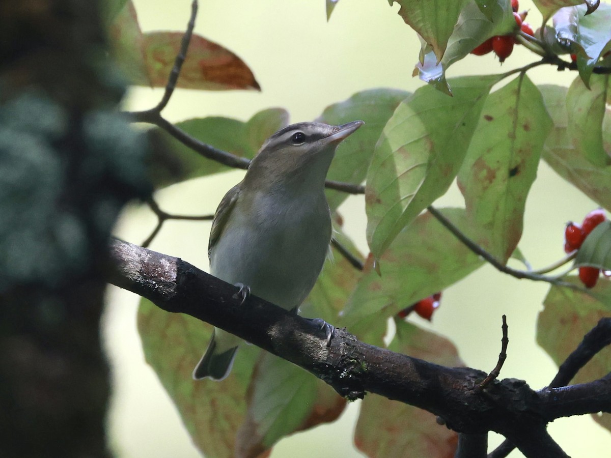 Rotaugenvireo - ML642078958