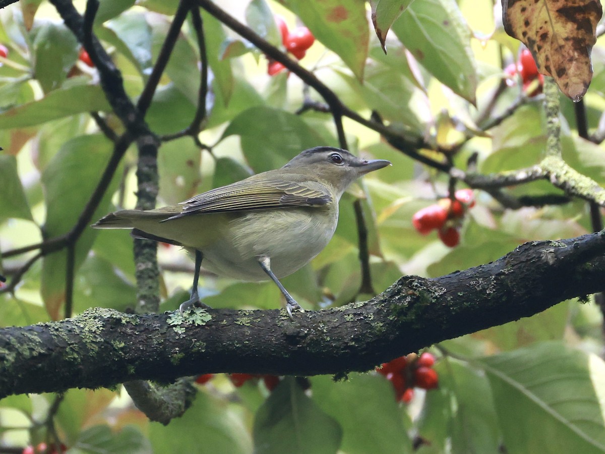 Rotaugenvireo - ML642078959