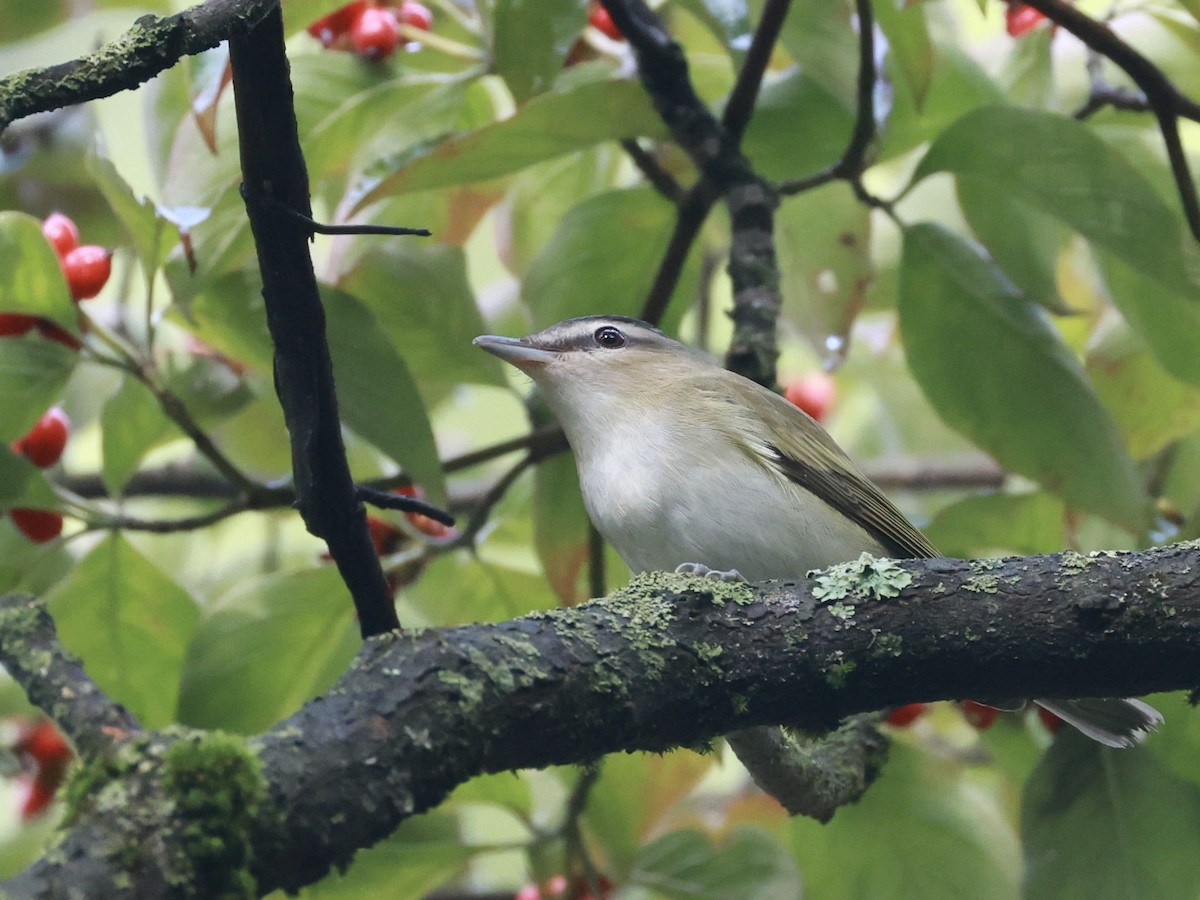 Rotaugenvireo - ML642078960