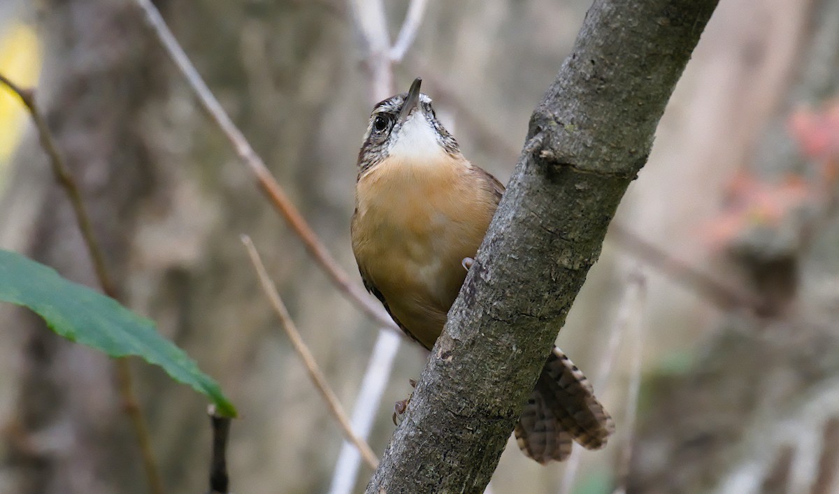 Carolina Wren (Northern) - ML642078965